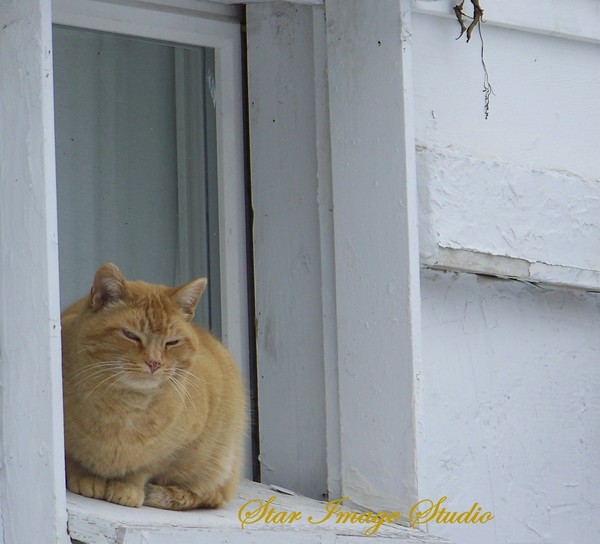 YOUNG CAT IN OLD WINDOW
