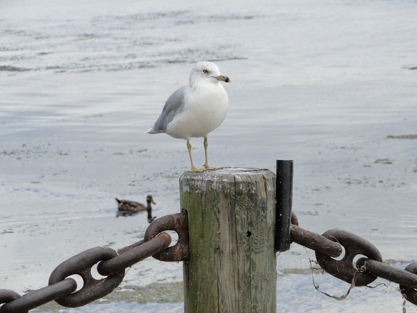Post Sitter