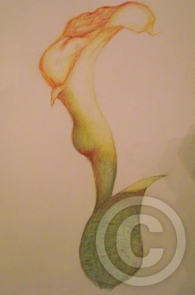Lilly of the Garden