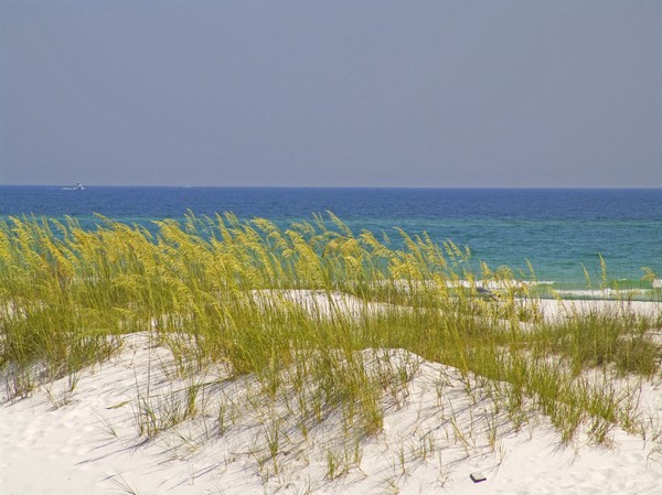 Sea Oats