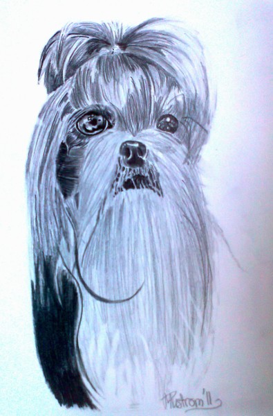 Shih-Tzu