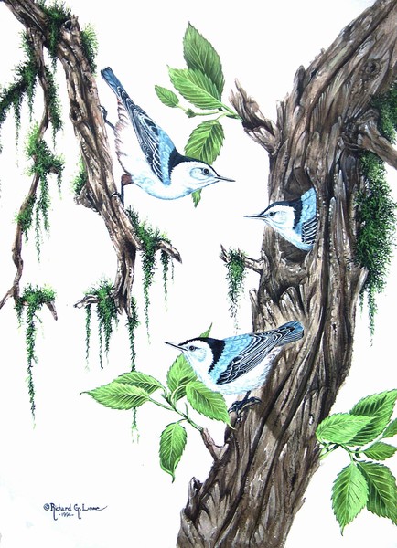 white-breasted nuthatch family