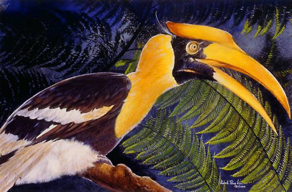 Great Hornbill
