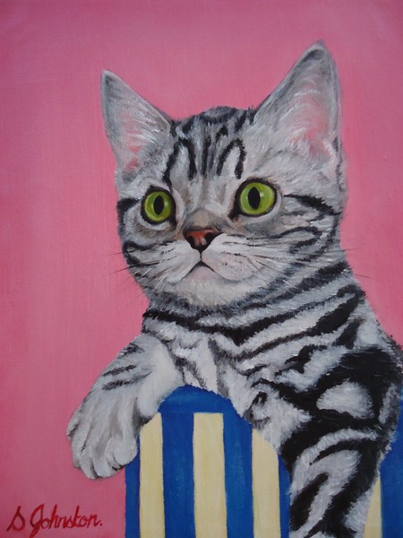 Tabby kitten