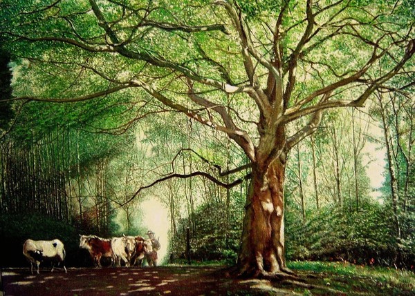 The old plane tree