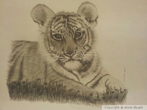 Tiger cub