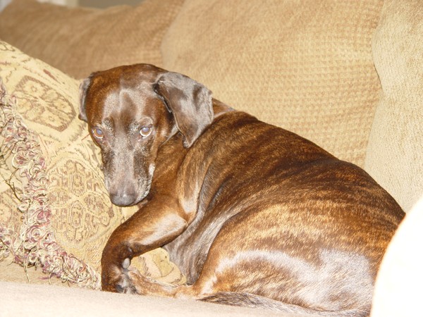 Chester looking innocent & coy...