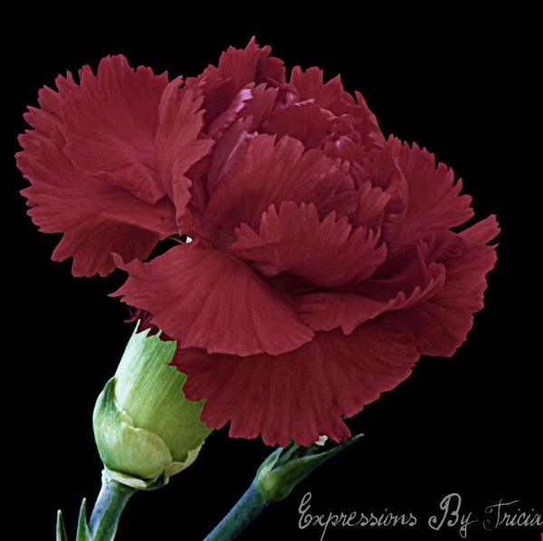Carnation 4
