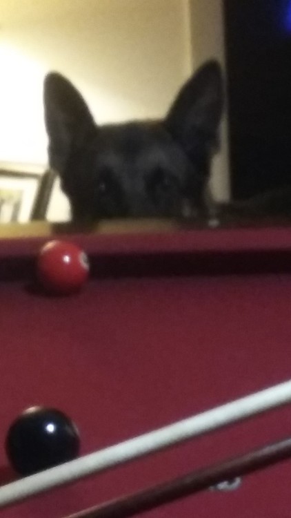 REBEL WANTS TO PLAY TOO