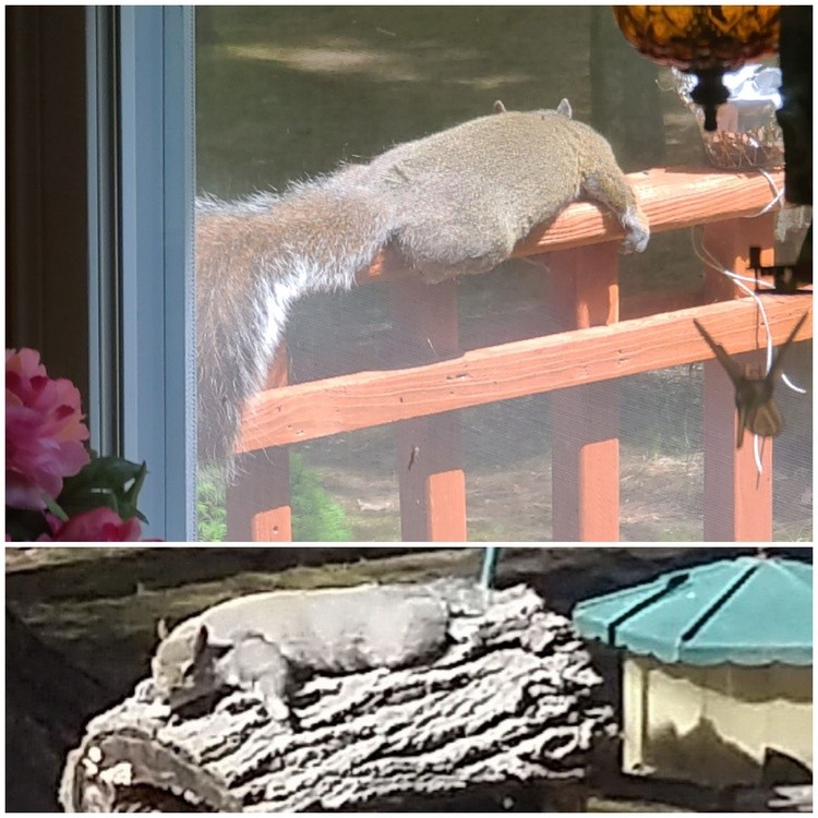 RESTING IN THE SUMMER SUN