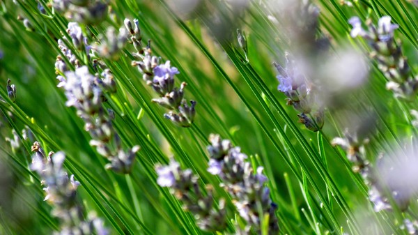 Lavender