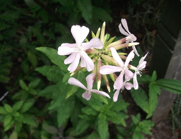 Flowers 3