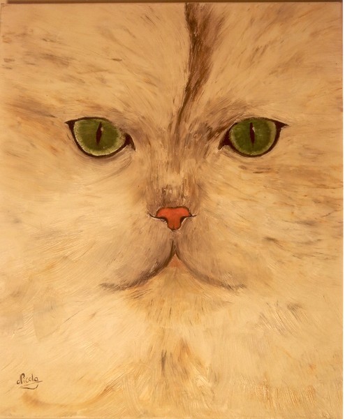 the cat