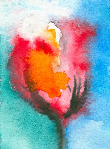 Tulip