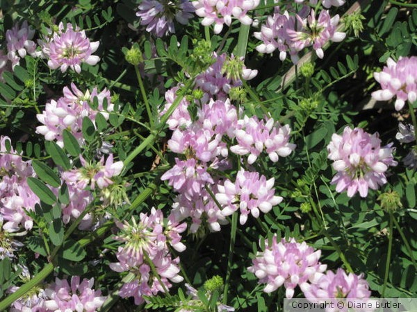 Crown Vetch