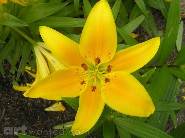 Yellow Lily