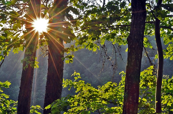 Sunburst at Cloudland Canyon, GA