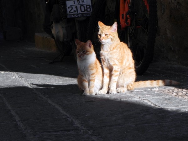 Cats Rhodes