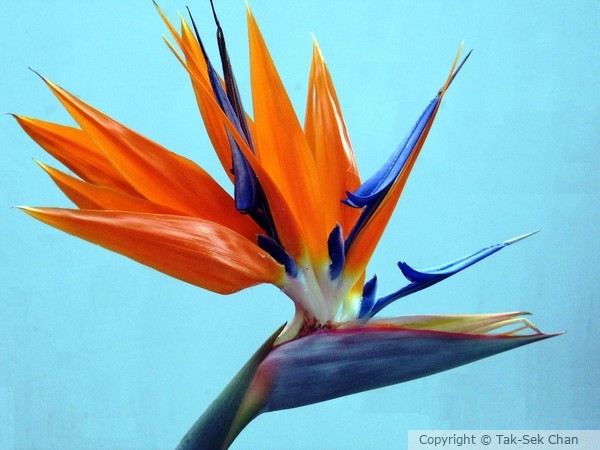 Bird-of-Paradise Flower (Strelitzia reginae)