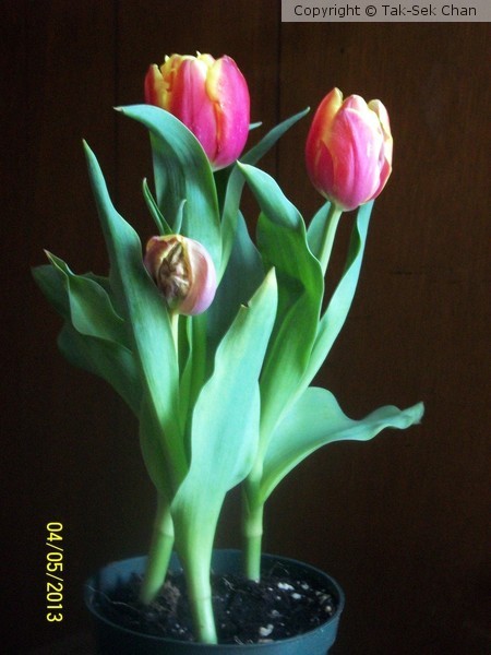 Tulip, Howard Beach, New York