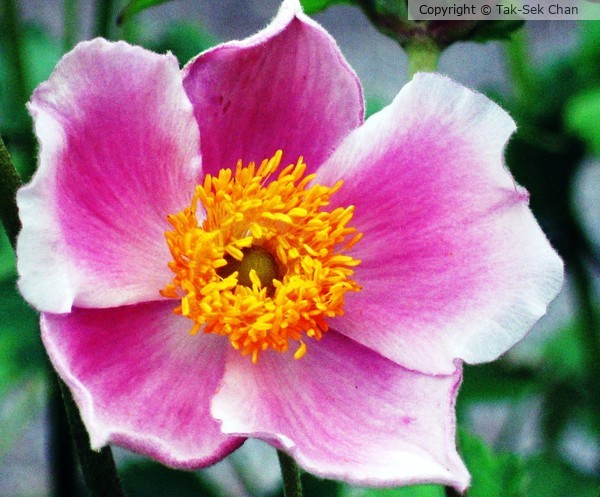 Windflower (Anemone hupehensis September Charm) 07-15-2006