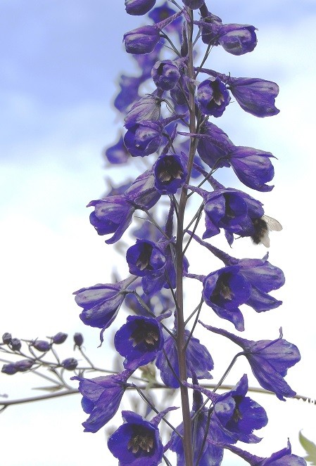 Delphinium grandiflorum, Norway, 08-19-2018