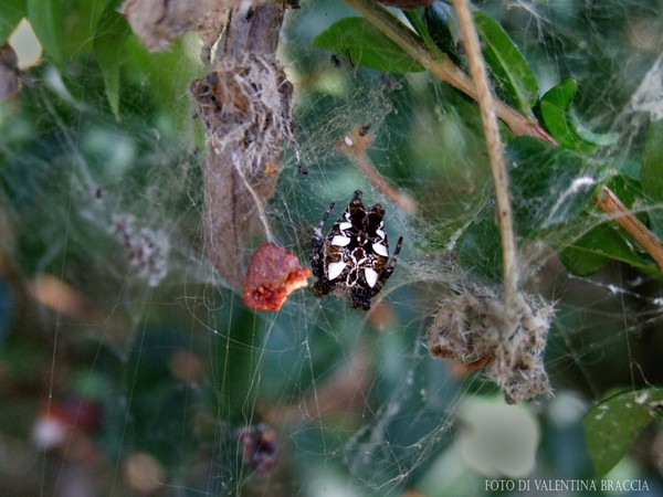 spider