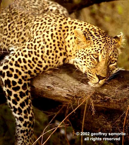 LEOPARD