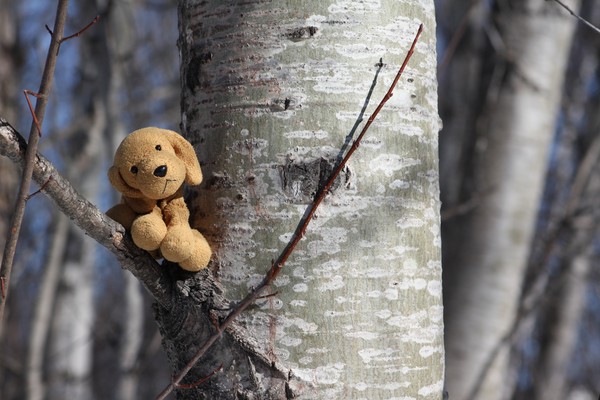 A dog in a tree.