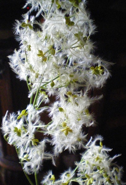 feather flowers
