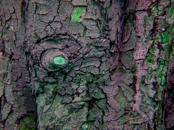 bark 08