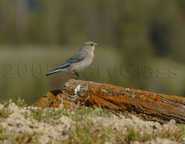 Female Mountain Bluebird