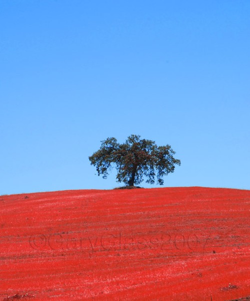 Lone Tree in a Strange World