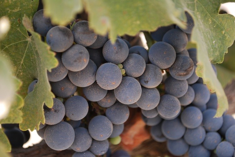 AZ Grapes