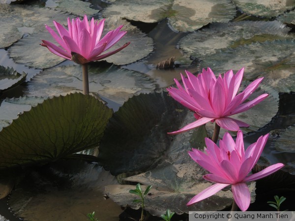 waterlilly