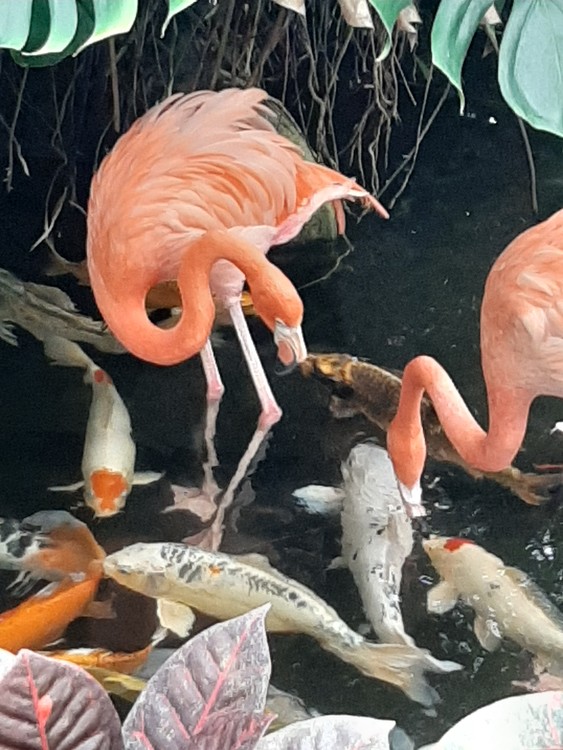 Flamingos and Koi fishes