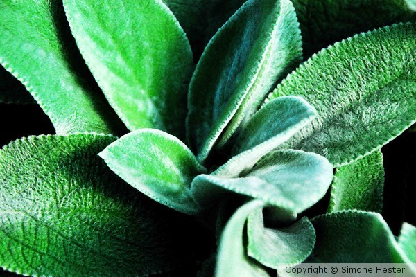 Lamb's Ear