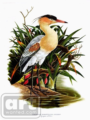 Whistling Heron