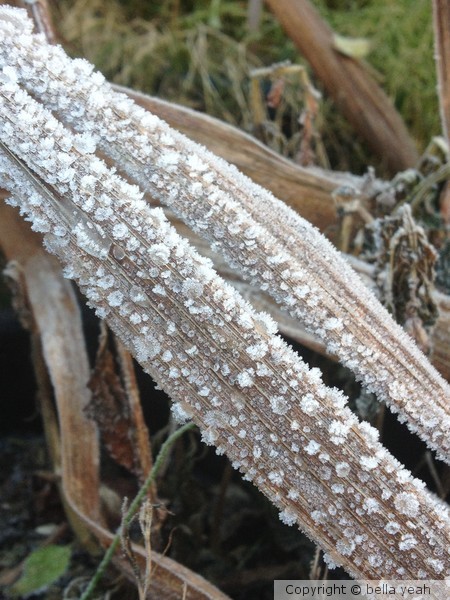 heavily frosted leaves