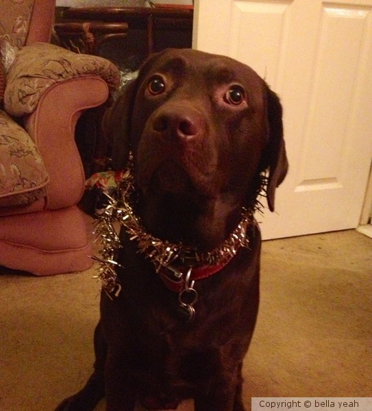christmas with indy