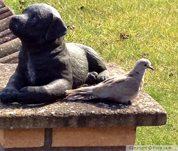 fledgling pigeon in the sunshine