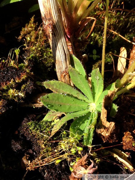 lupin striving to grow