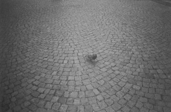 Cobble Stone Street