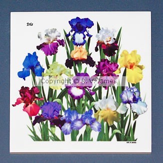 Iris Garden 6-inch ceramic tile