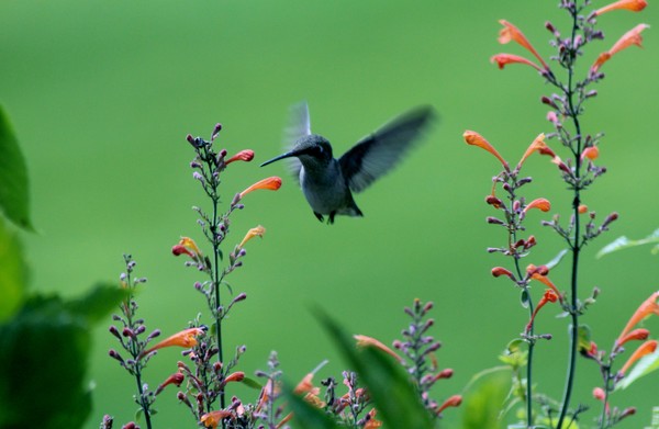Hummer at Agastache 3