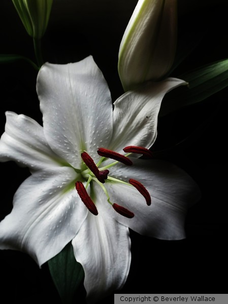 Lily