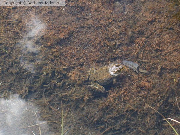 Frog in a Lake