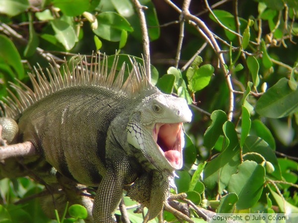 Green Iguana
