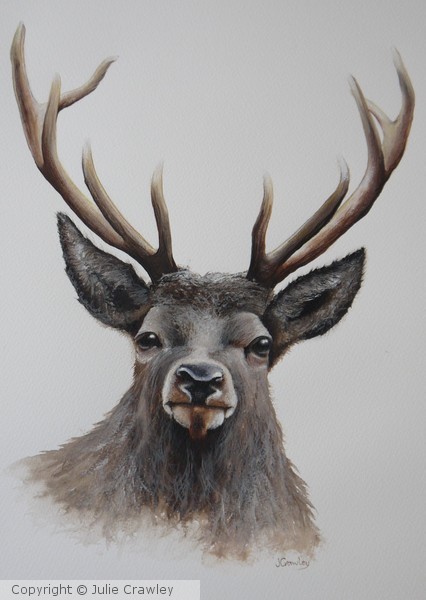 Young Stag