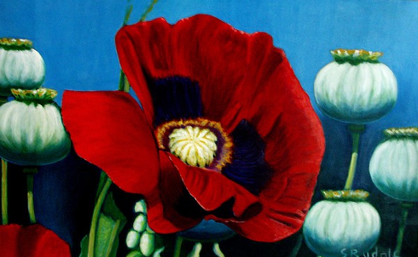 Red Oriental Poppy